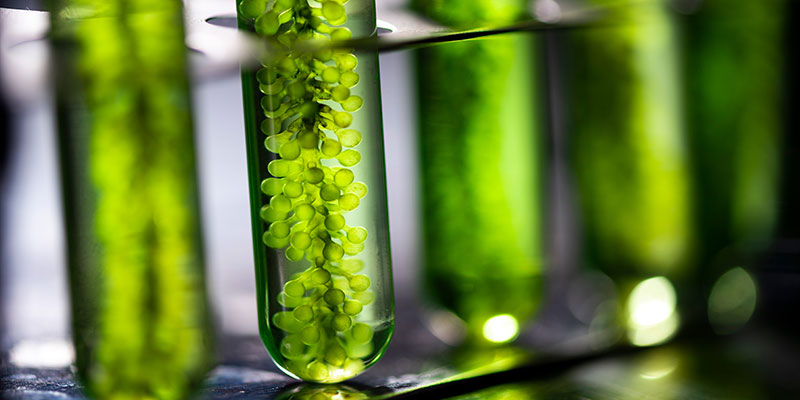 Microalgae experiments